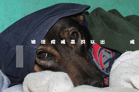 被法院限高可以出國嗎(限高是否限制出境)