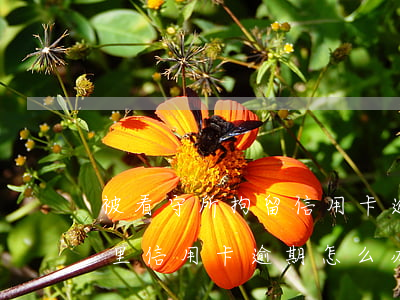 被看守所拘留信用卡逾期了怎么办(在看守所里信用卡逾期怎么办)