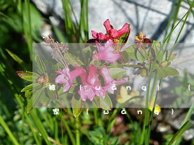 被網(wǎng)絡(luò)詐騙已欠幾家網(wǎng)貸(被網(wǎng)絡(luò)詐騙欠的網(wǎng)貸怎么辦)