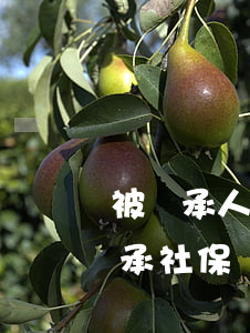 被繼承人的養(yǎng)老保險費怎么繼承(社保養(yǎng)老金可以繼承嗎)