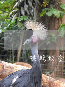 被蚂蚁金融网贷逾期起诉(网贷被起诉了)