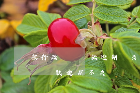 被行政處罰罰款逾期沒交金額翻倍-行政處罰罰款逾期不交