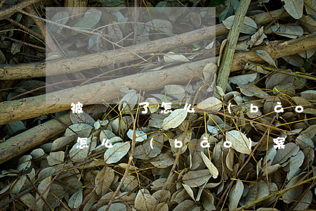 被詐騙了怎么報(bào)案(小孩被詐騙了怎么報(bào)案)