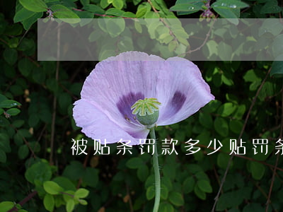 被贴条罚款多少(贴罚条罚多少钱)