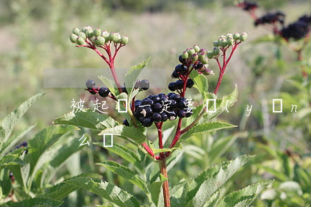 被起訴一定要應(yīng)訴嗎(起訴會怎么樣)