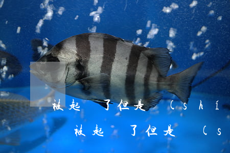 被起訴了但是實(shí)在沒有錢還怎么辦(被起訴了但是實(shí)在沒有錢還怎么辦多少時(shí)間失效)
