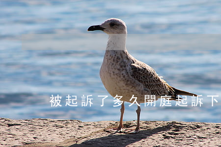 被起訴了多久開庭(起訴下來多久開庭)
