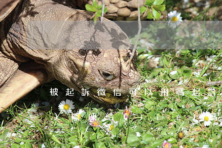 被起訴微信可以用嗎(起訴了微信會(huì)被凍結(jié)嗎)