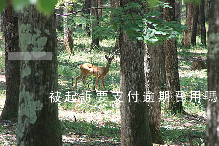 被起訴要支付逾期費用嗎(逾期起訴費用標準)