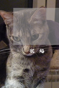 被起訴離婚不同意會(huì)怎么樣