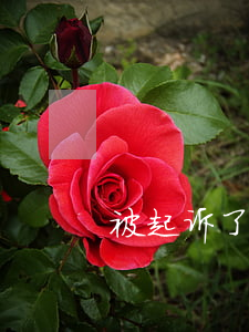 被起诉了哪里可以查到(哪里查有没有被起诉)