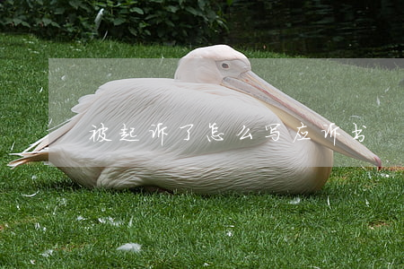 被起诉了怎么写应诉书