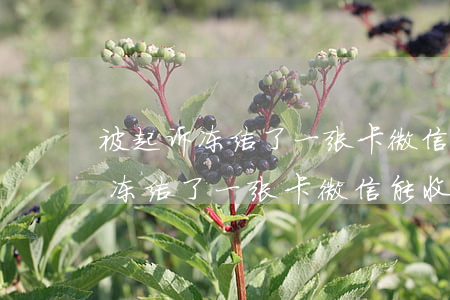被起诉冻结了一张卡微信能收钱吗-被起诉冻结了一张卡微信能收钱吗安全吗