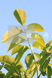 被起诉微信账户被冻结(起诉冻结微信资金要多久)