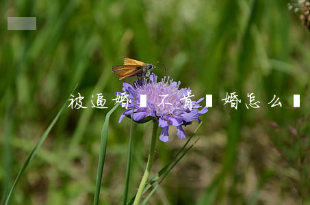 被逼婚還不肯離婚怎么辦