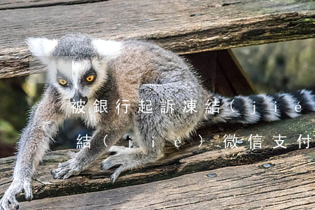 被銀行起訴凍結(jié)微信 銀行起訴凍結(jié)微信支付寶以后還怎么執(zhí)行
