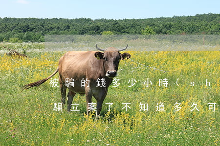 被騙的錢多少小時(shí)可以追回(錢被騙立案了不知道多久可以追回)