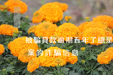 被騙貸款逾期五年了(總是接到金融貸款逾期案的詐騙信息)