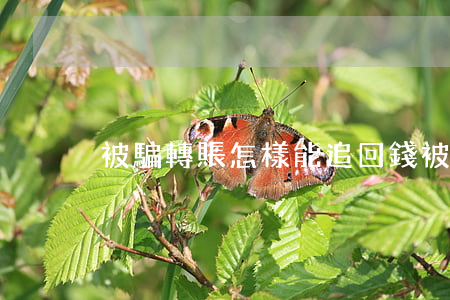 被騙轉賬怎樣能追回錢(被騙轉賬如何追回錢)