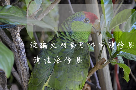 被骗欠网贷可以申请停息挂账吗(网贷怎样申请挂账停息)