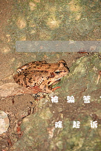 被骗签了合同如何解除(被骗签了合同如何解除,起诉还是报警)