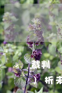 裁判觀點(diǎn)+法官評(píng)析：未實(shí)名認(rèn)證微信聊天記錄成為定案依據(jù)的(3個(gè))法定條件