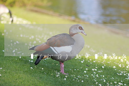 補(bǔ)助申請書怎么寫
