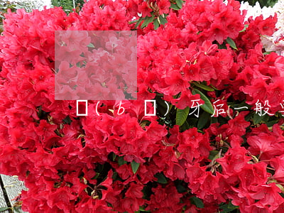 補(bǔ)牙后一般要疼幾天