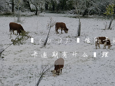 補(bǔ)辦信用卡如果有逾期(今年的信用卡逾期有什么處理)