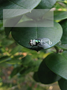 補(bǔ)辦駕駛證要多久