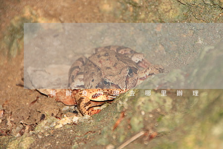 補辦身份證去哪里辦理