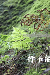補辦銀行卡能看到欠信用卡沒還嗎-補辦銀行卡能看到欠信用卡沒還嗎怎么辦