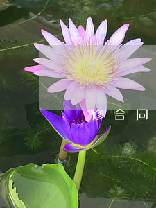 裝修合同到期未完工業(yè)主可以要求賠償嗎