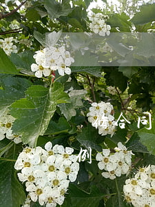 裝修合同糾紛如何判斷(裝修裝飾合同糾紛案例)