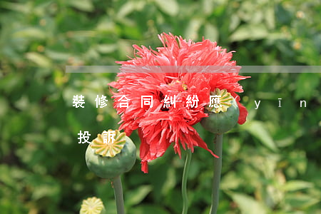 裝修合同糾紛應(yīng)該向哪個部門投訴