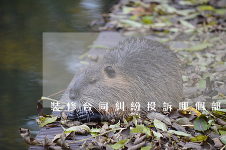 裝修合同糾紛投訴哪個部門