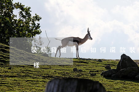 裝修貸逾期后如何還款(裝修貸逾期了會怎么樣)