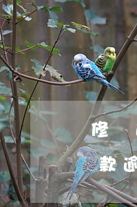 裝修貸逾期還款四個(gè)月(有沒有裝修貸款逾期半年的)