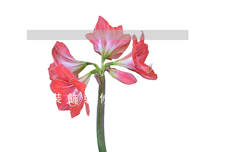 裝飾裝修工程合同糾紛(裝飾裝修工程合同糾紛)