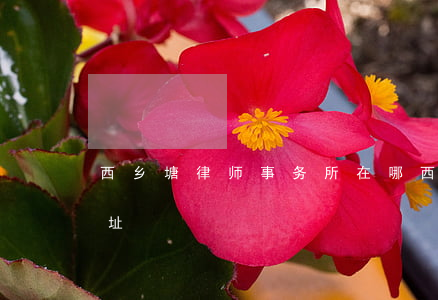 西乡塘律师事务所在哪(西乡塘区人民法院地址)