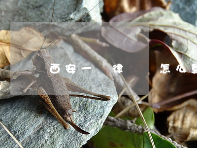 西安一審律師費怎么算(西安律師咨詢費用標準)