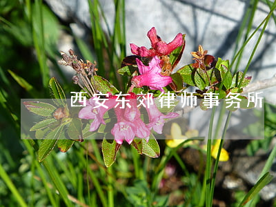 西安东郊律师事务所