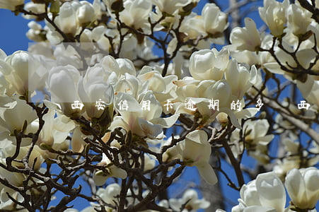 西安信用卡逾期的多嗎(西安銀行 信用卡)