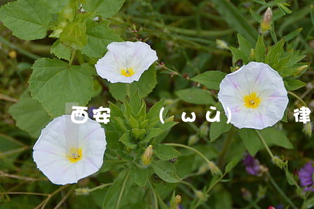 西安債務(wù)糾紛律師所(西安要債律師)