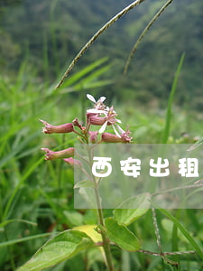 西安出租車資格證(西安出租車資格證)