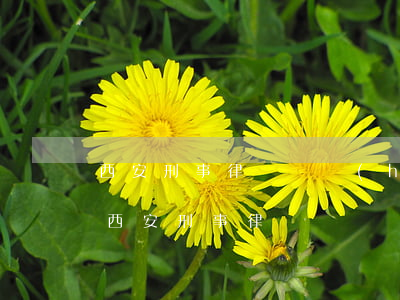 西安刑事律師辯護(hù)(請(qǐng)西安刑事律師)