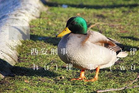 西安刑事辯護(hù)律師(西安刑事辯護(hù)律師事務(wù)所)