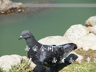 西安合同糾紛專(zhuān)業(yè)律師(陜西省西安市灞橋區(qū)律師)
