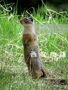 西安商鋪出租(西安商鋪出租一平方多少錢)