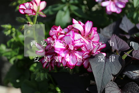 西安婚前財產(chǎn)糾紛律師介紹(西安婚姻家庭資深律師)